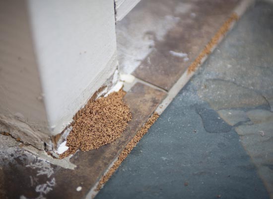 termite damage wood dust on inside of house floor