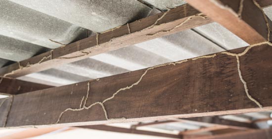 termite damage on wooden roof beams